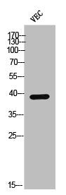 Phospho-CSNK1A1 (Y321) Antibody