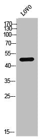 CSNK1E Antibody