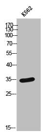 PTGR2 Antibody