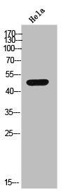 CSNK1G2 Antibody