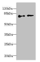 ECD Antibody