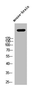 VCAN Antibody