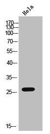 CMTM4 Antibody