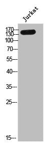 NCAN Antibody