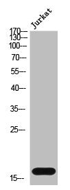 CST1 Antibody