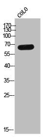EME1 Antibody