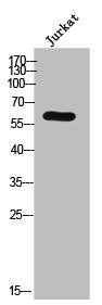ADRA1B Antibody