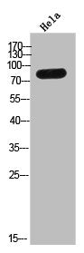 TMC8 Antibody