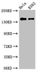 EEA1 Antibody