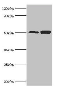 EED Antibody