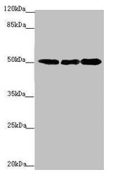 EEF1A2 Antibody