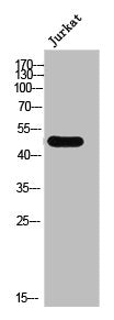 CTBP1 Antibody
