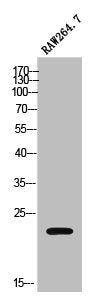 MOB3C Antibody