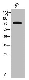 Phospho-CTNNB1 (Y654) Antibody