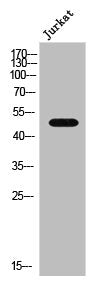 ADRA2A Antibody