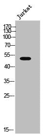 ADRA2A Antibody
