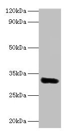 EEF1D Antibody