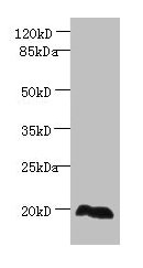 EEF1E1 Antibody