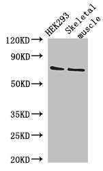 EFCAB7 Antibody