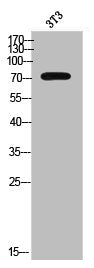 ALS2CR11 Antibody