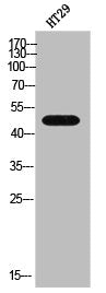 GDF7 Antibody