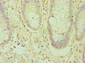 EFNA1 Antibody