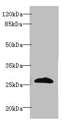 EFNA3 Antibody