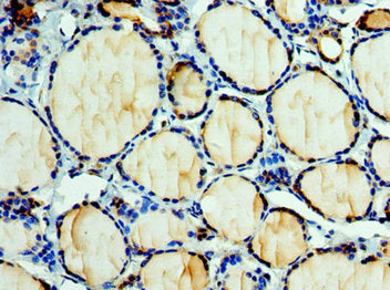 EFNA3 Antibody