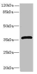 Efnb3 Antibody