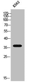 BTLA Antibody