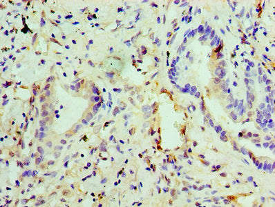 EGLN2 Antibody