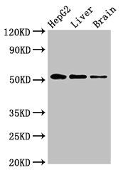 EGR2 Antibody