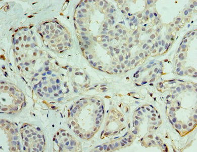 EIF1AX Antibody