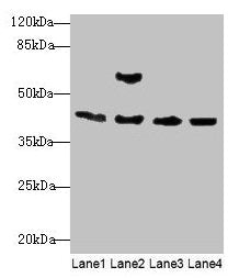 Acta1 Antibody