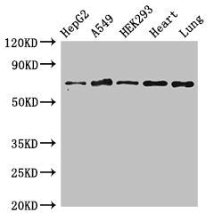 EIF2AK1 Antibody
