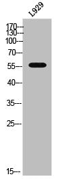 CYP2A6V2 Antibody