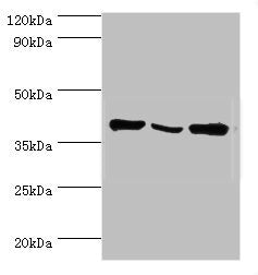 EIF3H Antibody