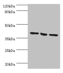 EIF3H Antibody