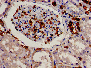 EIF3J Antibody