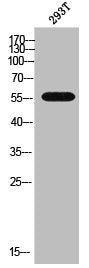CYP3A7 Antibody