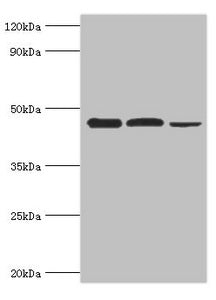 EIF4A1 Antibody