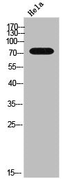 ADRBK1 Antibody