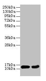 EIF4EBP2 Antibody