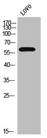 CYP2C8/CYP2C9/CYP2C18/CYP2C19 Antibody