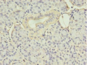 EIF4EBP3 Antibody