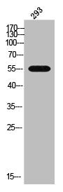 CYP2B6 Antibody