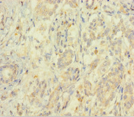 EIF5 Antibody