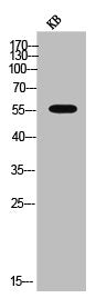 CYP2E1 Antibody