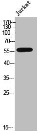 CYP3A4/CYP3A5 Antibody