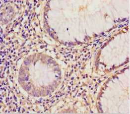 EIF6 Antibody